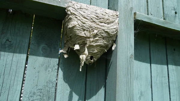 Closeup Hornet Nest Attached Wooden Wall — Stock Photo, Image