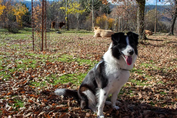 Closeup Shot Black White Border Collie Dog Sitting Leaves — Stock Photo, Image