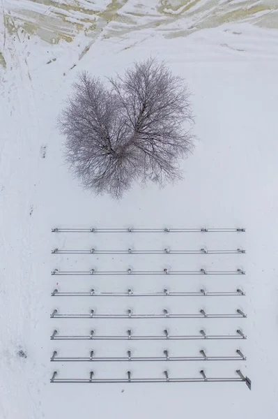 Tiro Vertical Uma Árvore Cercas Metal Fundo Nevado Queenstown Tasmânia — Fotografia de Stock