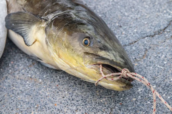 Close Picture Freshly Caught Eel Tail Catfish Thailand Southeast Asia — Stock Photo, Image