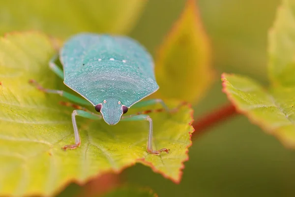 Κοντινό Πλάνο Ένα Ανοιχτό Μπλε Ενήλικα Νότιο Πράσινο Shieldbug Nezara — Φωτογραφία Αρχείου