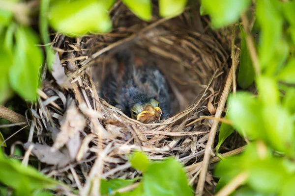 Een Close Shot Van Een Baby Mus Een Nest Tussen — Stockfoto