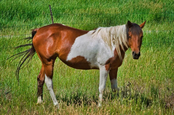 Hermoso Tiro Caballo Marrón Blanco Campo —  Fotos de Stock