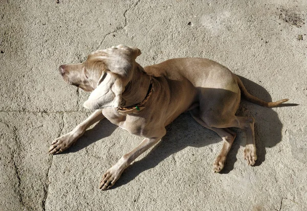 太陽の下屋外の地面に寝そべっている野生の犬 — ストック写真