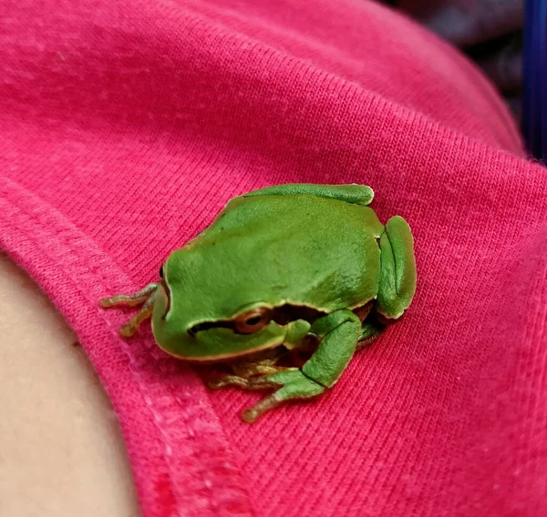 Plan Macro Une Petite Grenouille Verte Sur Tissu Rose — Photo