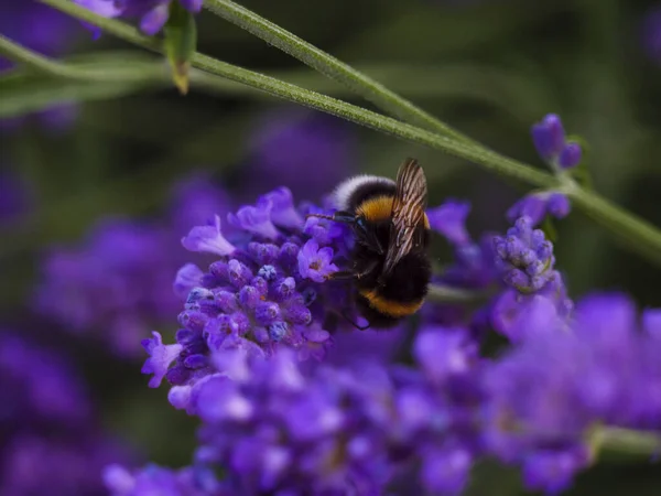 Gros Plan Bourdon Recueillant Nectar Sur Des Fleurs Lavande — Photo