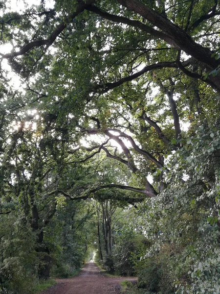 Tiro Vertical Caminho Uma Floresta Coberta Vegetação Luz Dia — Fotografia de Stock