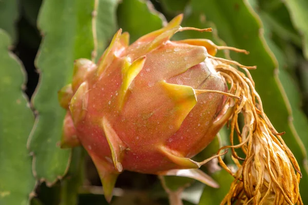 Primer Plano Fruta Dragón Madura Jardín —  Fotos de Stock