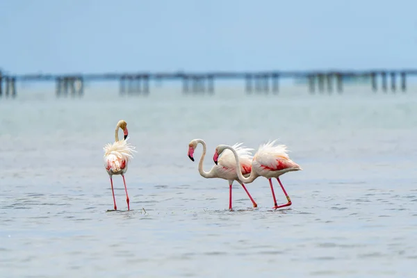 Closeup Three Flamingos Walking Water — Stock Photo, Image