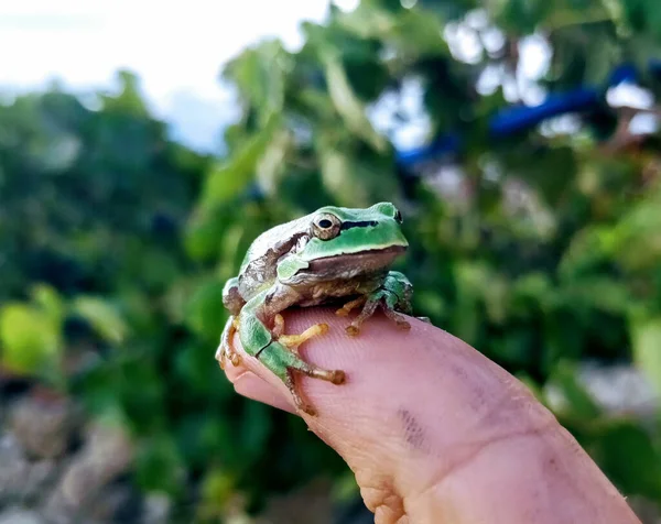 Macro Shot Small Green Tree Frog Person Finger — Stock Photo, Image