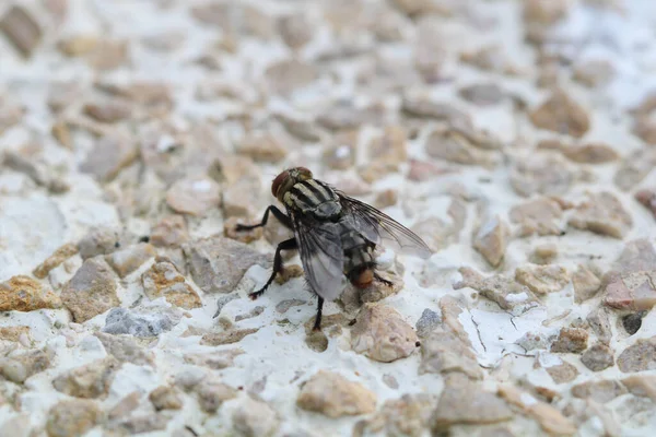 一只苍蝇在地面上的特写镜头 — 图库照片
