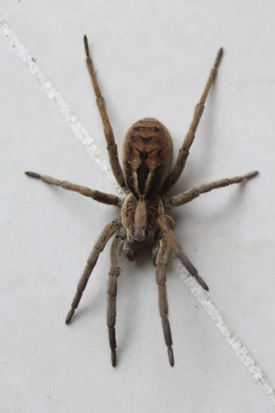 Tiro Close Uma Tarântula Lycosa Uma Parede Branca — Fotografia de Stock