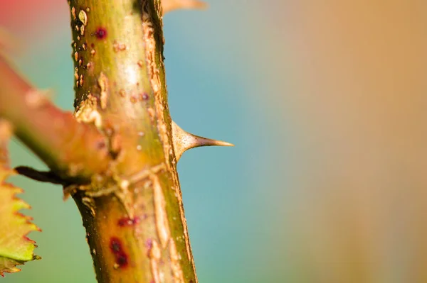 Macrodisparo Tallo Rosa Con Espinas Bajo Luz Del Sol — Foto de Stock