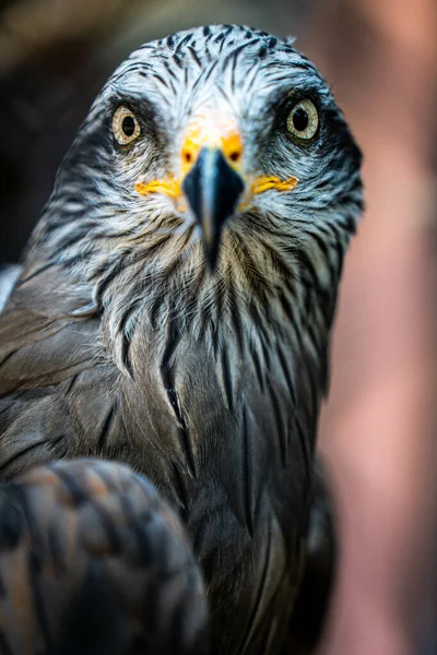 Een Verticale Selectieve Focus Shot Van Een Havik Lichaam Hoofd — Stockfoto