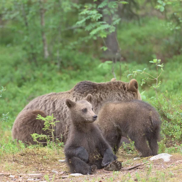 Young Brown Bear Ursus Arctos Sitting Summer Forest — Stock Photo, Image