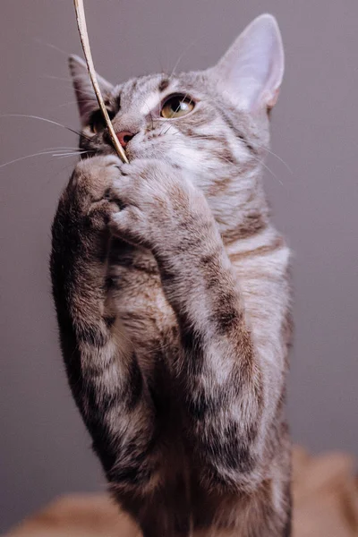 Eine Vertikale Aufnahme Einer Grauen Katze Die Etwas Vor Einem — Stockfoto