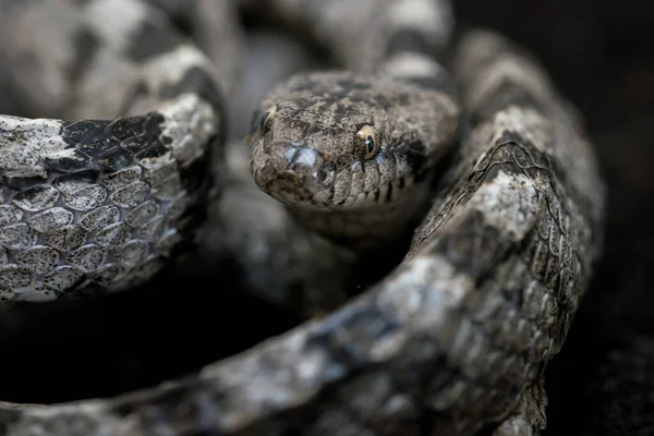 Egy Európai Macskakígyó Vagy Soosan Snake Telescopus Fallax Összegömbölyödve Bámulta — Stock Fotó