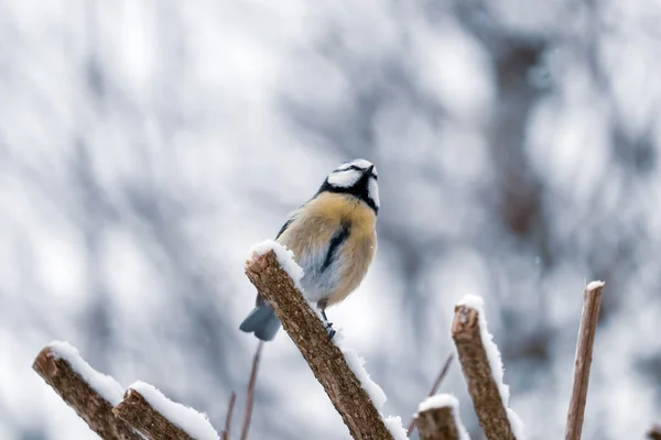 Selective Focus Shot Eurasian Blue Tit Perched Wooden Stick — Stockfoto