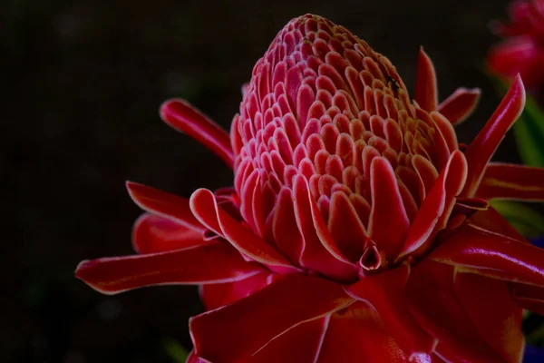Крупный План Красивого Красного Цветка Имбирь Размытом Фоне — стоковое фото