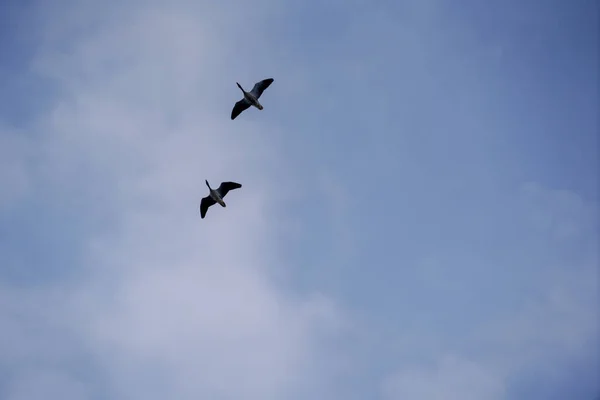 Niski Kąt Dwóch Dzikich Kaczek Lecących Pod Chmurnym Niebem — Zdjęcie stockowe