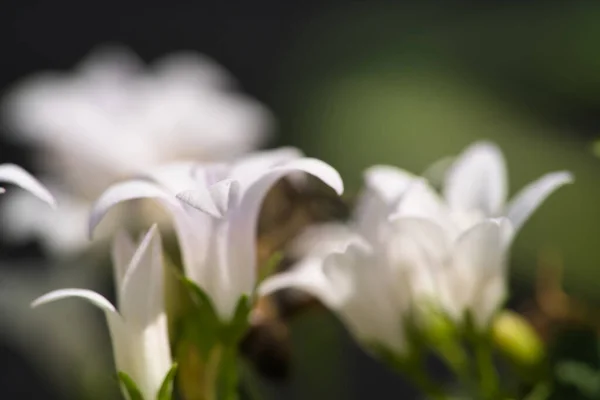 Zbliżenie Ujęcie Białych Lilii Ogrodzie Botanicznym — Zdjęcie stockowe
