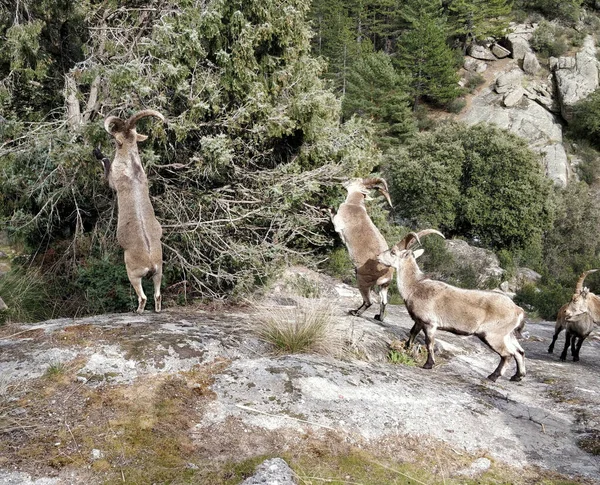 Слышал Ibex Скалистой Горе Окруженной Зеленым Лесом — стоковое фото