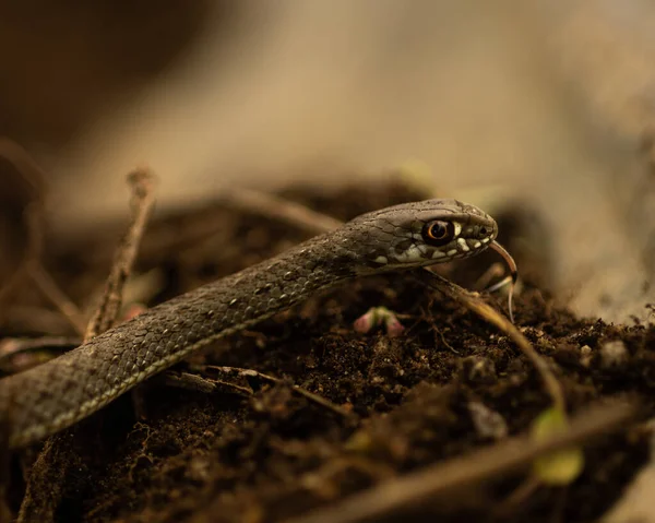 Una Serpiente Tendida Las Ramas Con Fondo Borroso — Foto de Stock