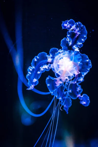 Closeup Jellyfish Blurry Black Background — Stock Photo, Image