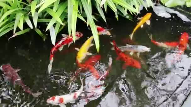 Красивая Разноцветная Рыба Кои Пруду — стоковое видео