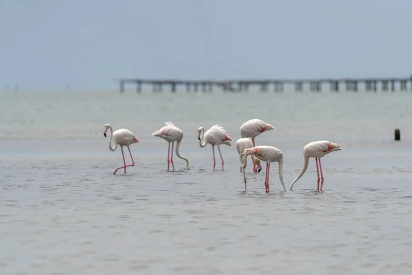 Gros Plan Flamants Roses Reposant Dans Eau — Photo