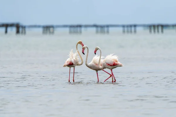 Closeup Flamingos Resting Water — Stock Photo, Image