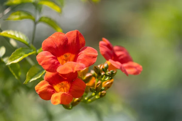 Trompet Sarmaşığının Parlak Kırmızı Çiçekleri Trompet Sürüngeninin Seçici Odak Noktası — Stok fotoğraf
