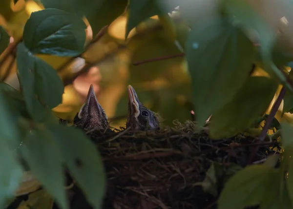 Výběr Detailní Fotografie Nově Narozených Ptáků Hnízdě Mezi Větvemi — Stock fotografie