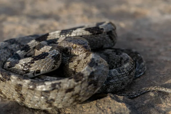 Een Europese Kattenslang Soosan Snake Telescopus Fallax Opgekruld Starend Een — Stockfoto