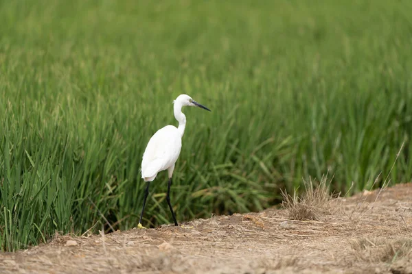 Close Pequeno Egret Andando Pântano — Fotografia de Stock