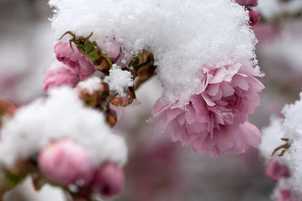 Detailní Záběr Zasněžené Růžové Květy Pro Tapety Pozadí — Stock fotografie