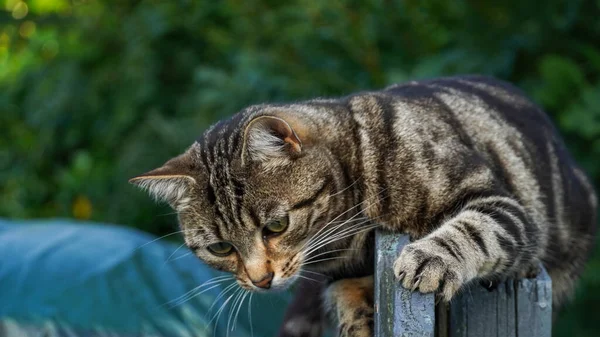 Foyer Doux Chat Rayé Gris Curieusement Assis Extérieur Contre Des — Photo