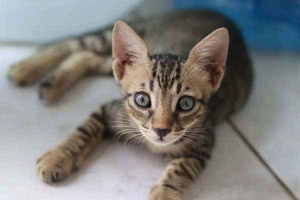 Nahaufnahme Eines Kätzchens Mit Grünen Augen — Stockfoto