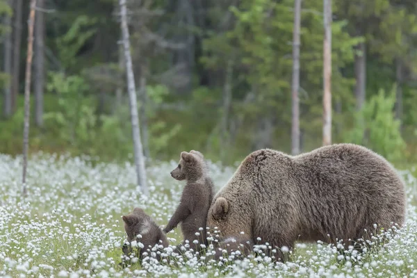 Uma Mãe Urso Seus Três Filhotes Meio Grama Algodão Pântano — Fotografia de Stock