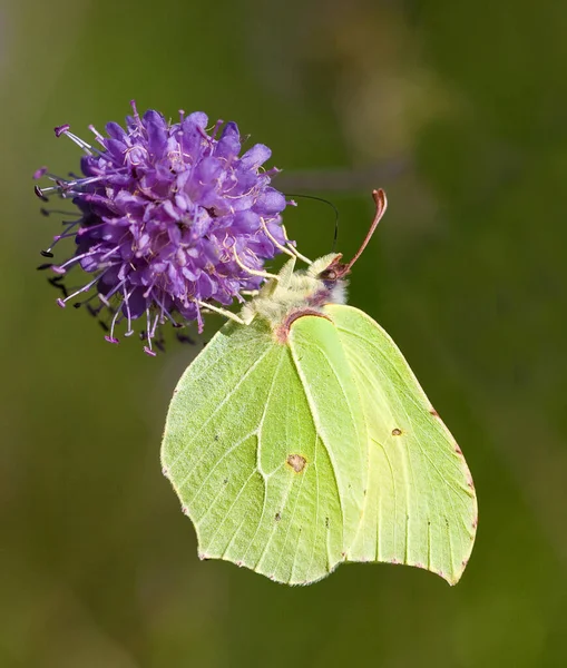 Schöne Ansicht Eines Schmetterlings Mit Grünen Flügeln Auf Pflanzenblättern Auf — Stockfoto