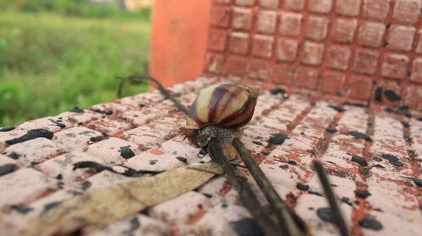 Closeup View Garden Snail Tile Garden Sunny Day — Stock Photo, Image