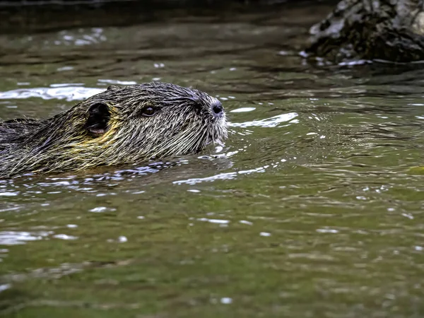 Een Close Uitzicht Een Schattige Kleine Otter Zwemmen Het Water — Stockfoto