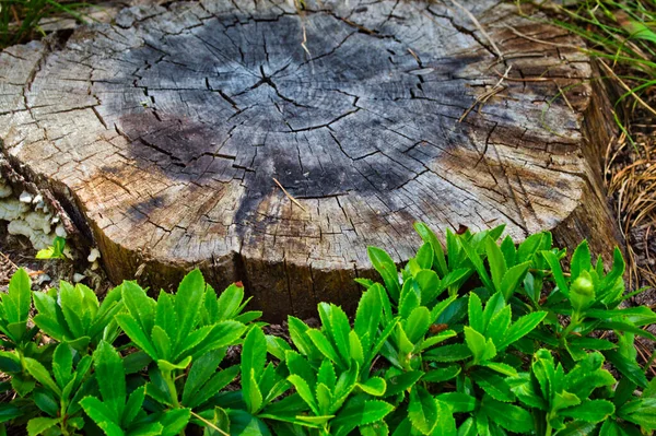 Tiro Perto Toco Árvore Cercado Com Vegetação Floresta — Fotografia de Stock