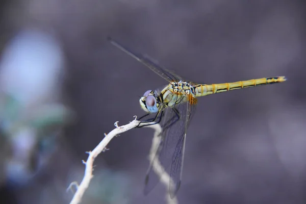 Small Dragonfly Sitting Branch — Stock Photo, Image