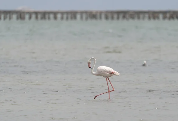 Zbliżenie Ujęcia Większego Flaminga Phoenicopterus Roseus Chodzącego Morzu — Zdjęcie stockowe