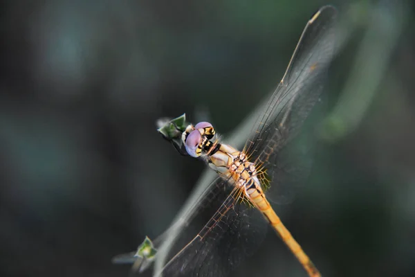 Eine Hochwinkelaufnahme Einer Kleinen Libelle Die Auf Einem Ast Sitzt — Stockfoto