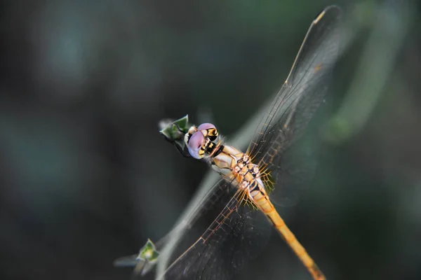 Een Hoge Hoek Opname Van Een Kleine Libelle Zittend Een — Stockfoto