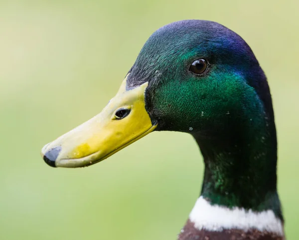 Veduta Ravvicinata Anatra Con Becco Giallo Uno Sfondo Verde Sfocato — Foto Stock