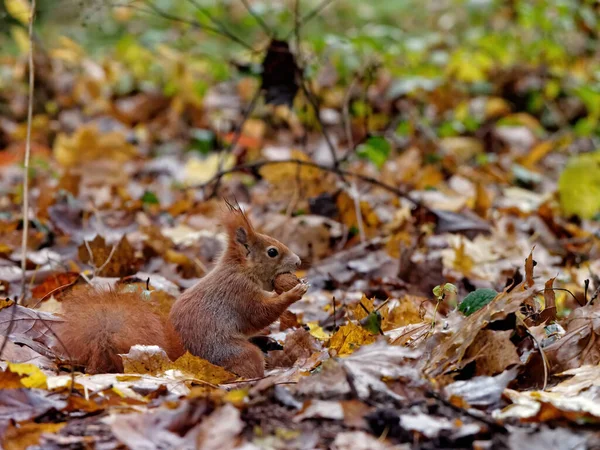 葉で地面に手にナッツを食べかわいい小さな黒いリスのクローズアップビュー — ストック写真