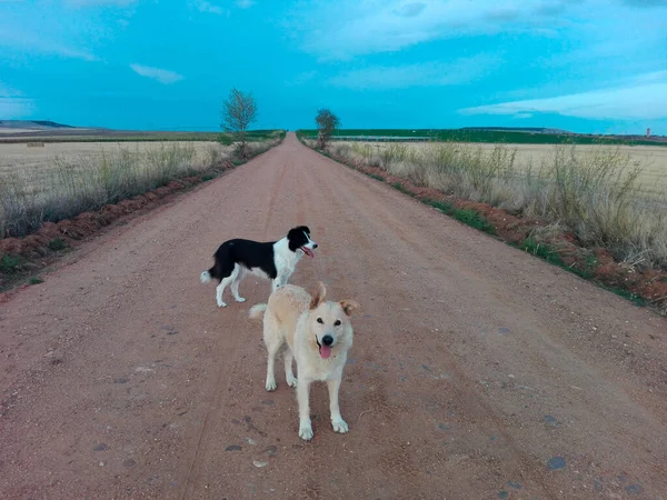 Una Vista Panoramica Due Cani Piedi Nel Mezzo Una Strada — Foto Stock